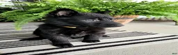 German Shepherd dogs for sale: Daisy - Ad 3