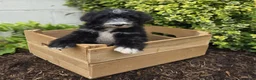 Mini Sheepadoodle dogs for sale: Smiley - Ad 3