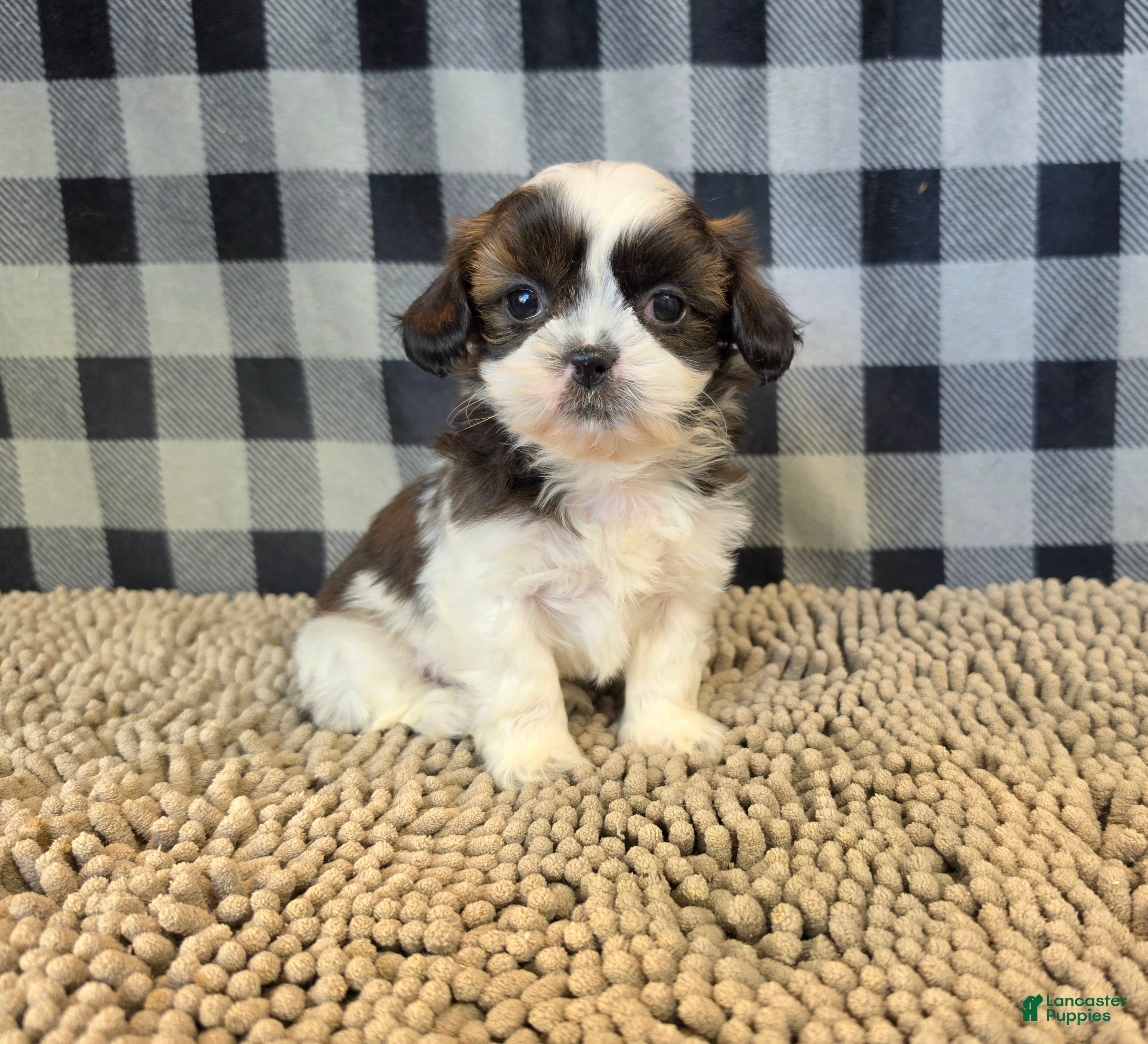 Shih Tzu dogs for sale: Aaron - Ad 1