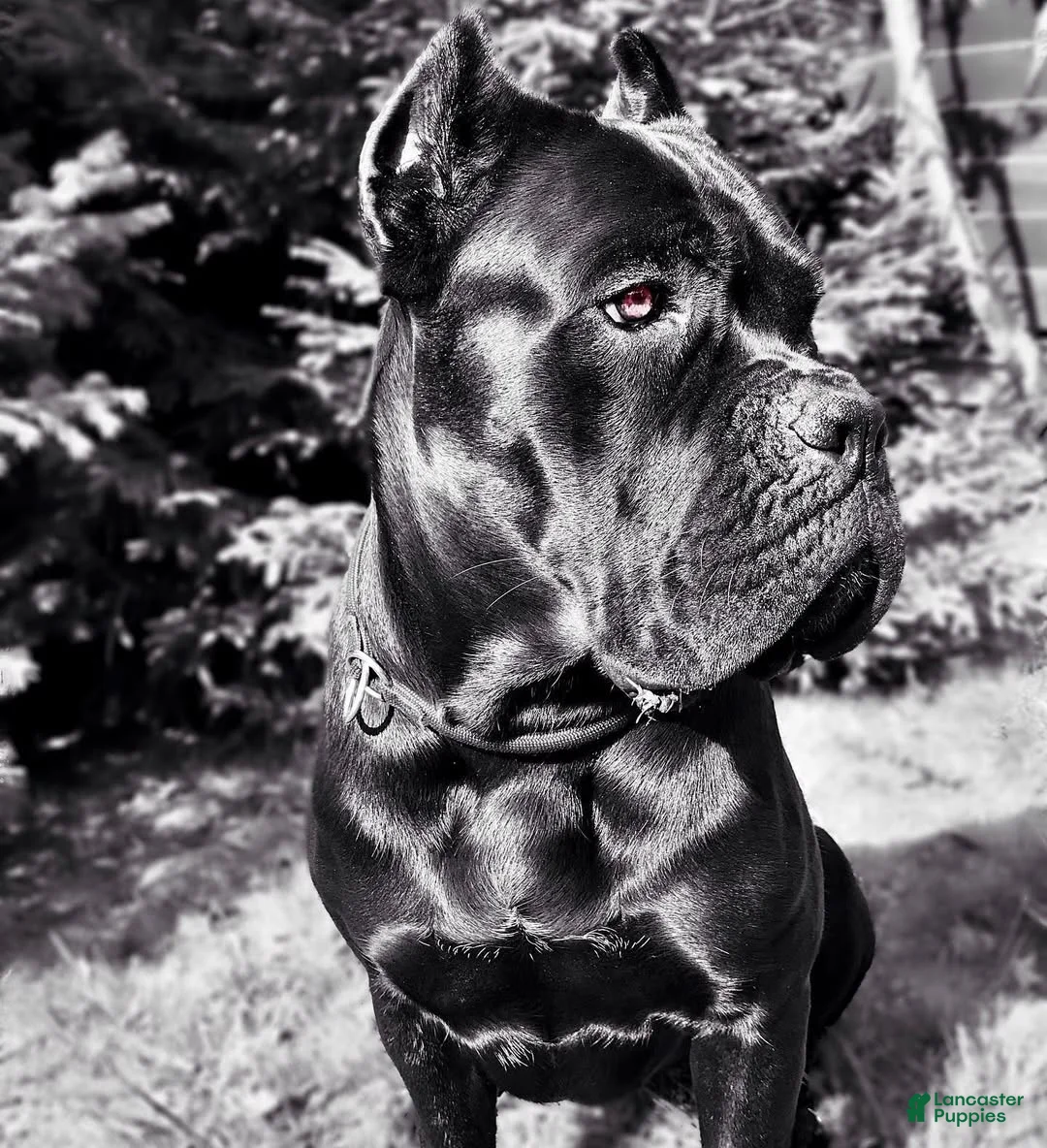 Cane Corso dogs for sale: Titan Bones Shadow Nyx - Ad 4