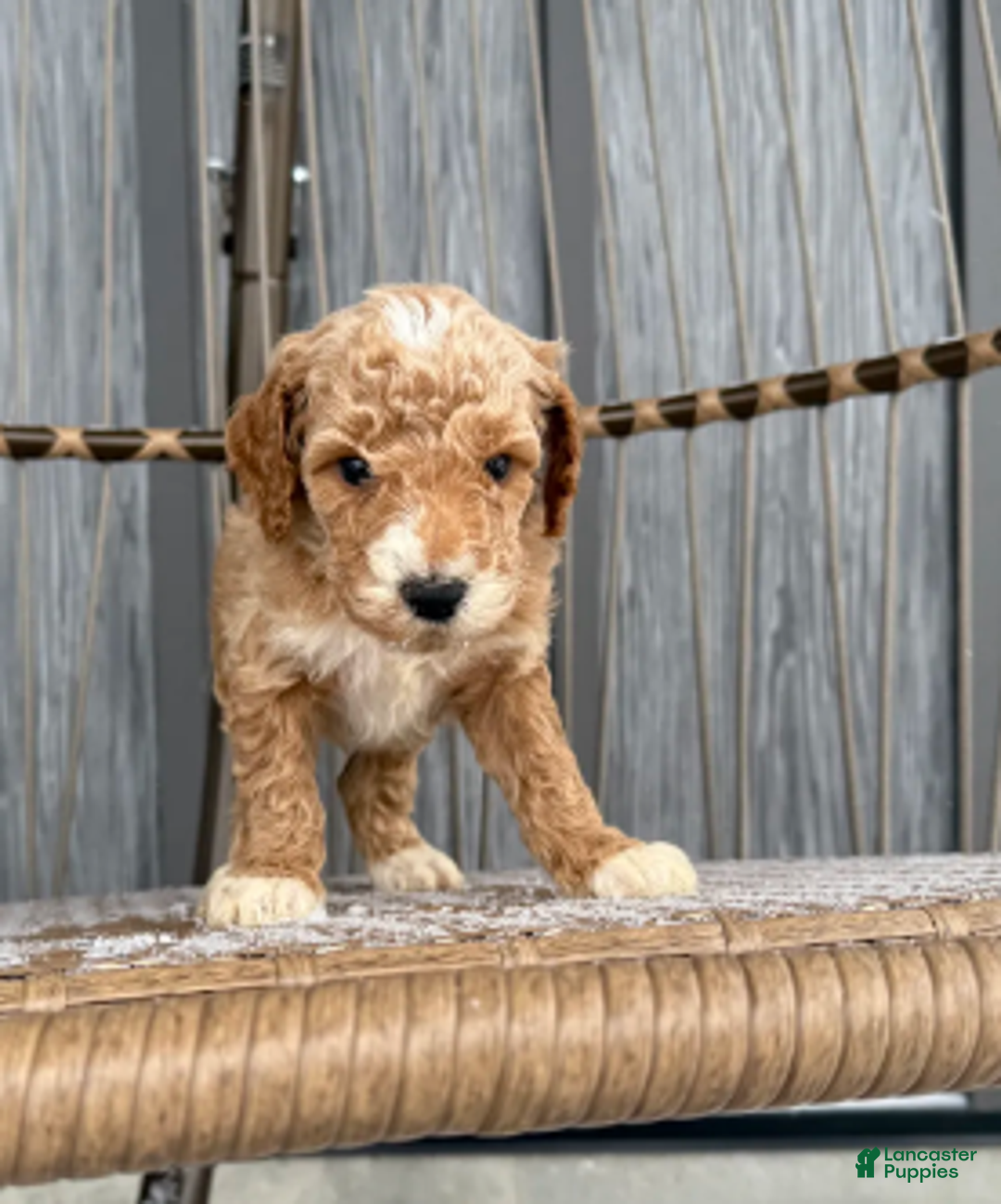 Miniature Poodle dogs for sale: Jack - Ad 1