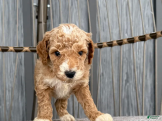 Miniature Poodle dogs Jack - Ad 35