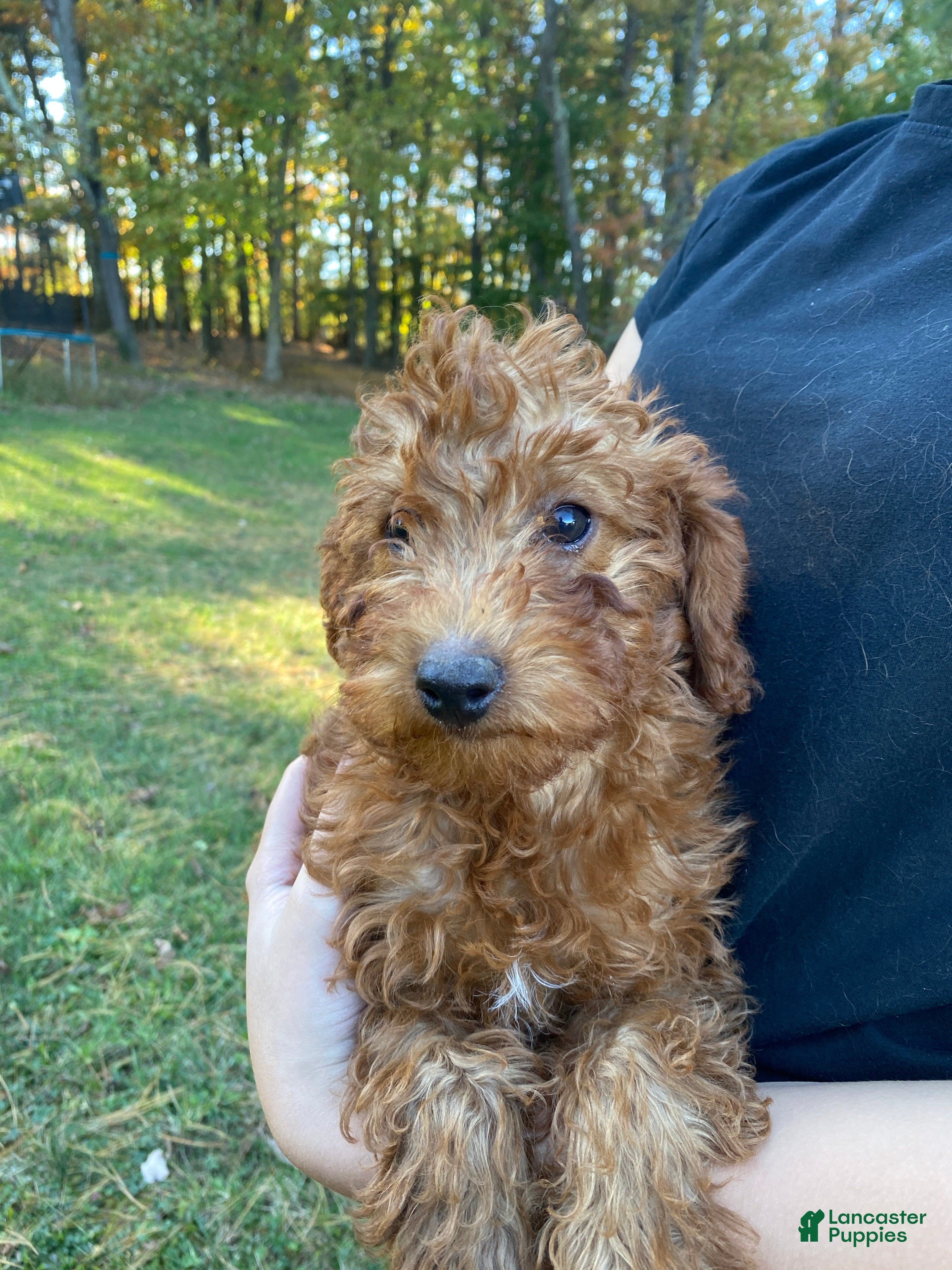 Miniature Labradoodle dogs for sale: Knox-mini red F1b  - Ad 2