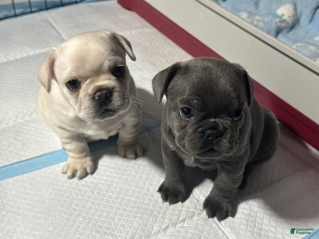 French Bulldog dogs for sale: Georgiana - Ad 5