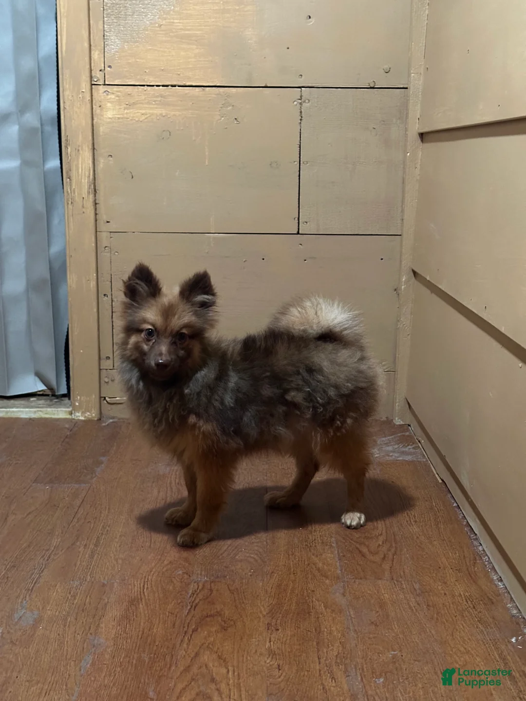 Pomeranian dogs for sale: Oscar - Ad 2