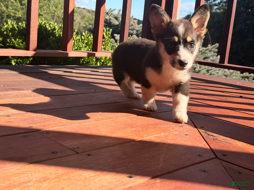 Welsh Corgi Pembroke dogs for sale: Tucker - Ad 20