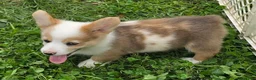Welsh Corgi Pembroke dogs for sale: Beautiful Bentley  - Ad 22