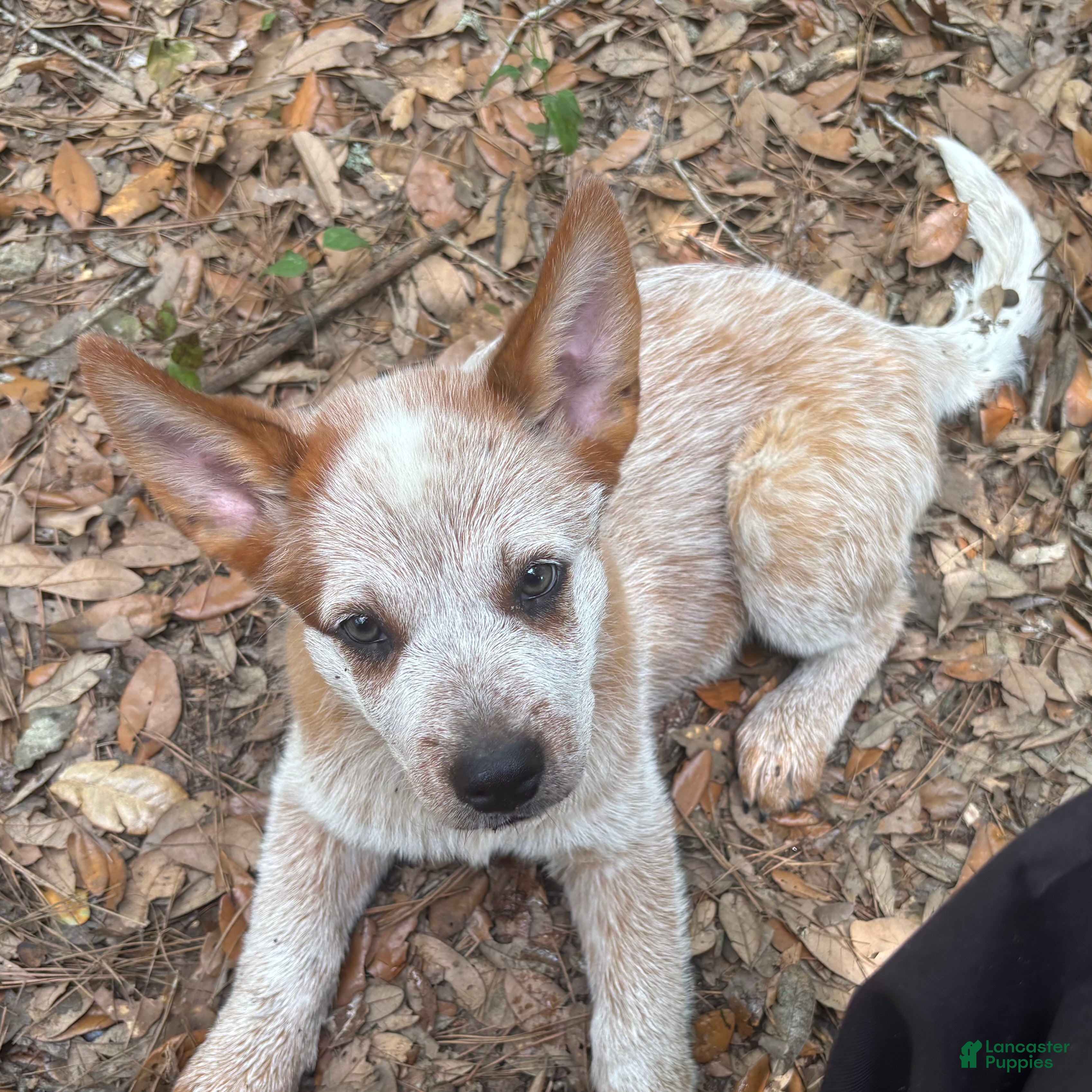 Australian Cattle Dog dogs Australian Cattle Dog Puppy 3 - Ad 1