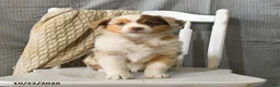 Miniature Australian Shepherd dogs for sale: Twinkle - Ad 4