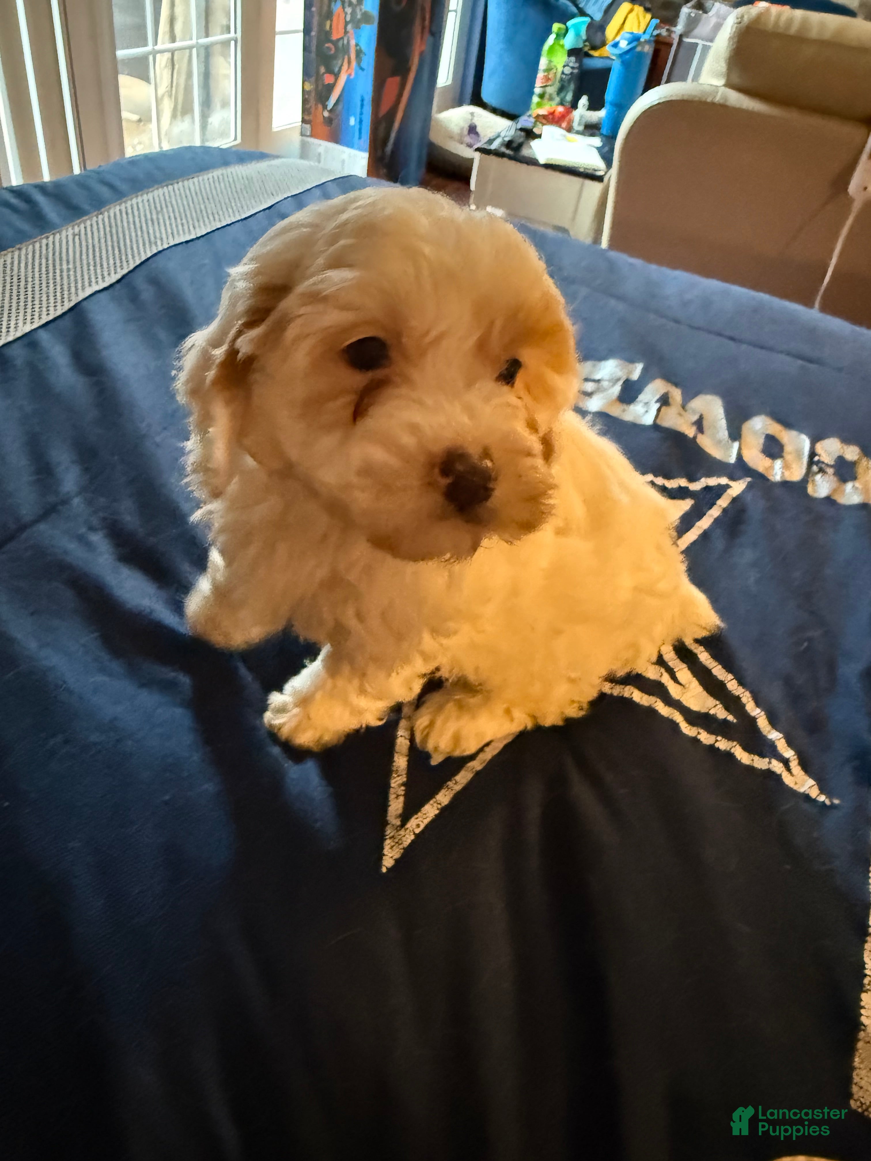 Cavapoo dogs Max a million  - Ad 2