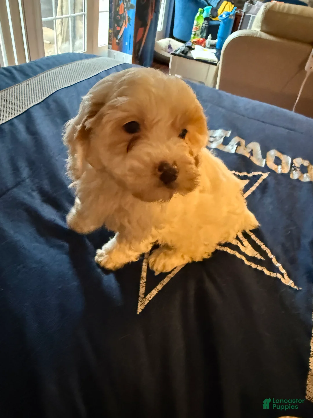 Cavapoo dogs for sale: Max a million  - Ad 2