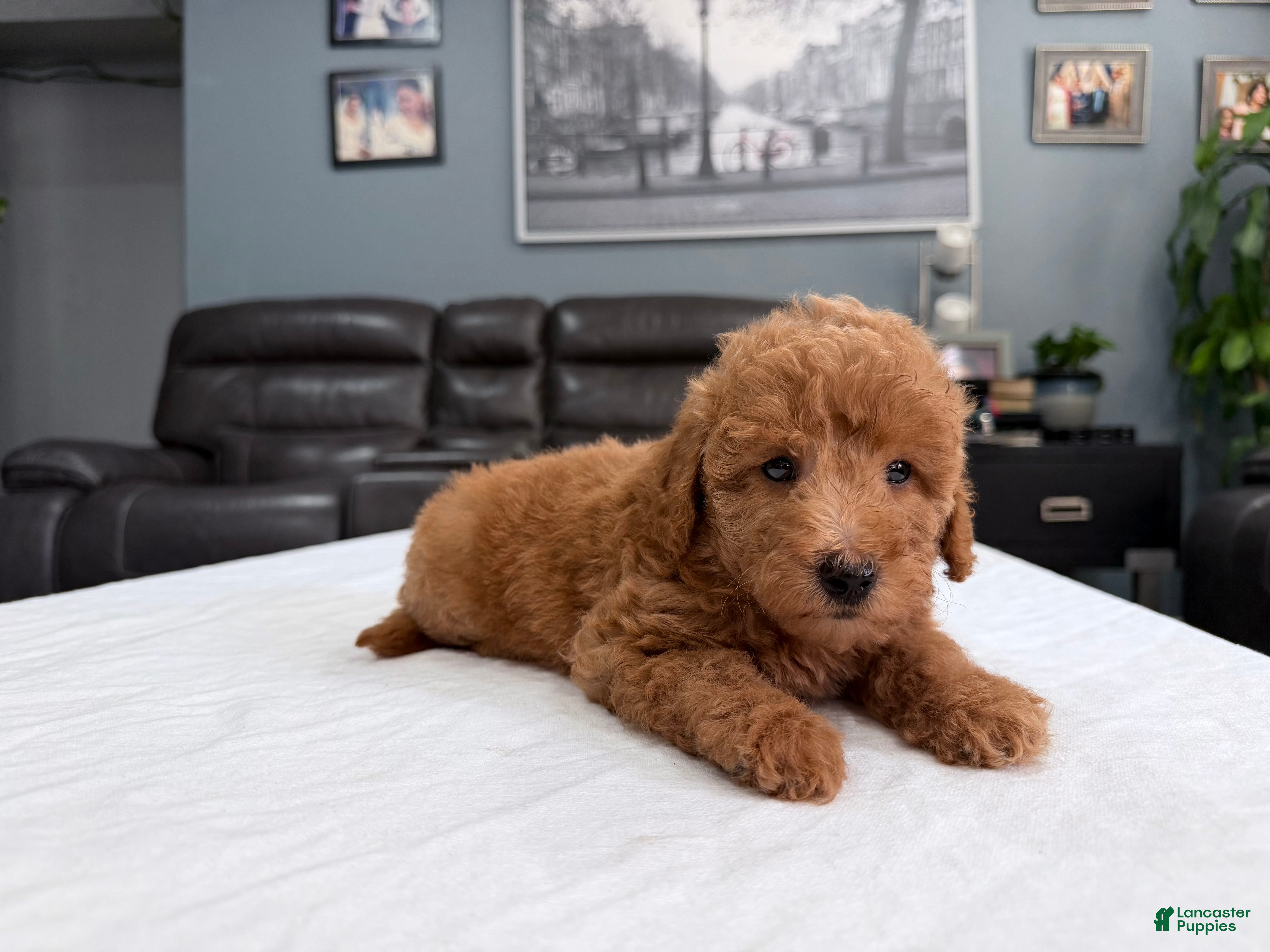 Mini Goldendoodle dogs for sale: Mini Goldendoodle 4 - Ad 1
