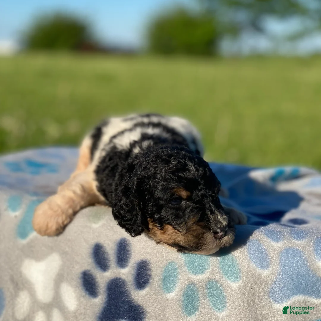 Standard Poodle dogs for sale: Aspen - Ad 2