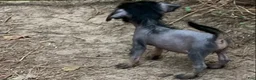 Chinese Crested dogs for sale: Chinese Crested 4 - Ad 5
