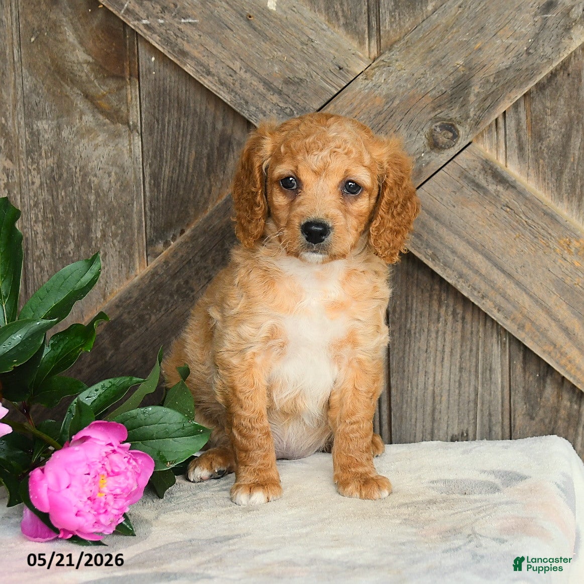 Mini Goldendoodle dogs Jane - Ad 1