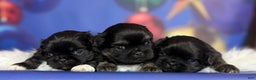 Pekingese dogs for sale: ACA dancer black and tan  - Ad 2