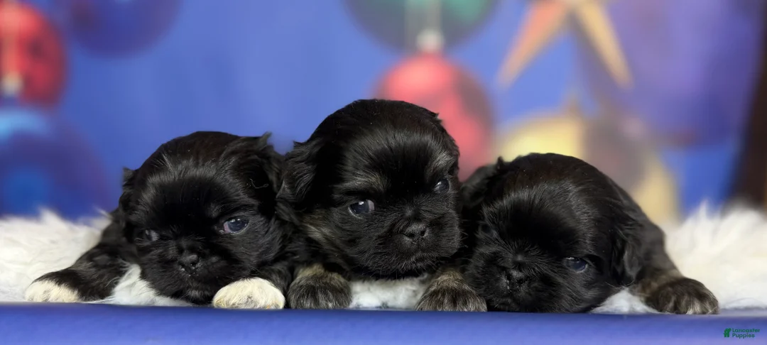 Pekingese dogs for sale: ACA dancer black and tan  - Ad 3