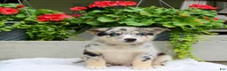 Mixed Breed dogs for sale: Lucky - Ad 3