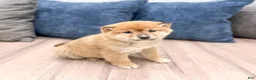 Shiba Inu dogs for sale: Lanie - Ad 3