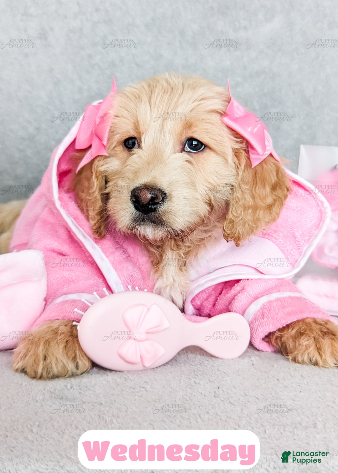 Goldendoodle dogs for sale: Wednesday - Ad 3