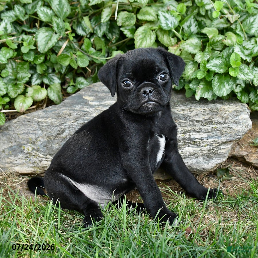 Pug dogs Duke - Ad 2