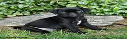 Pug dogs for sale: Duke - Ad 2