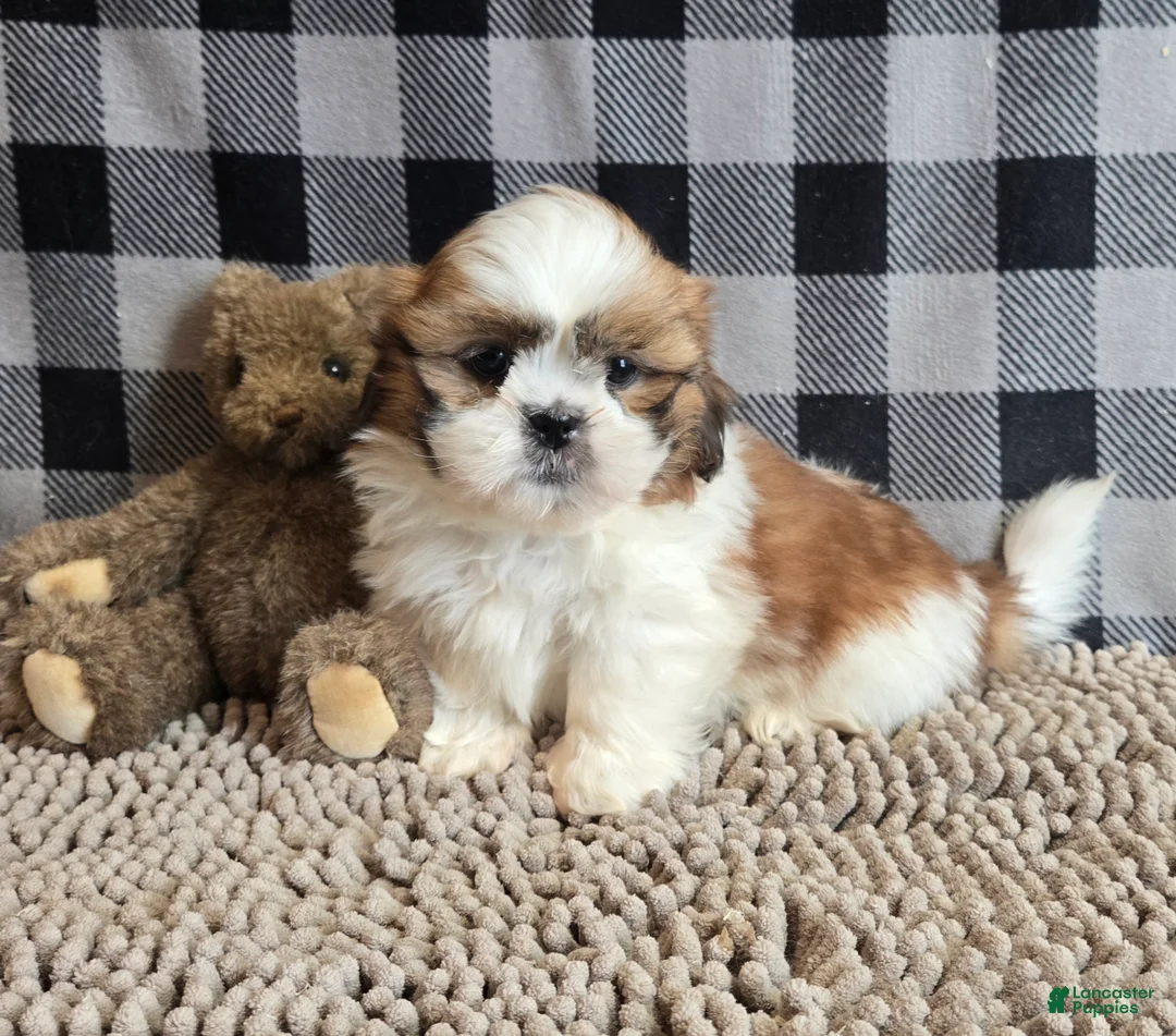 Shih Tzu dogs for sale: Samuel - Ad 1