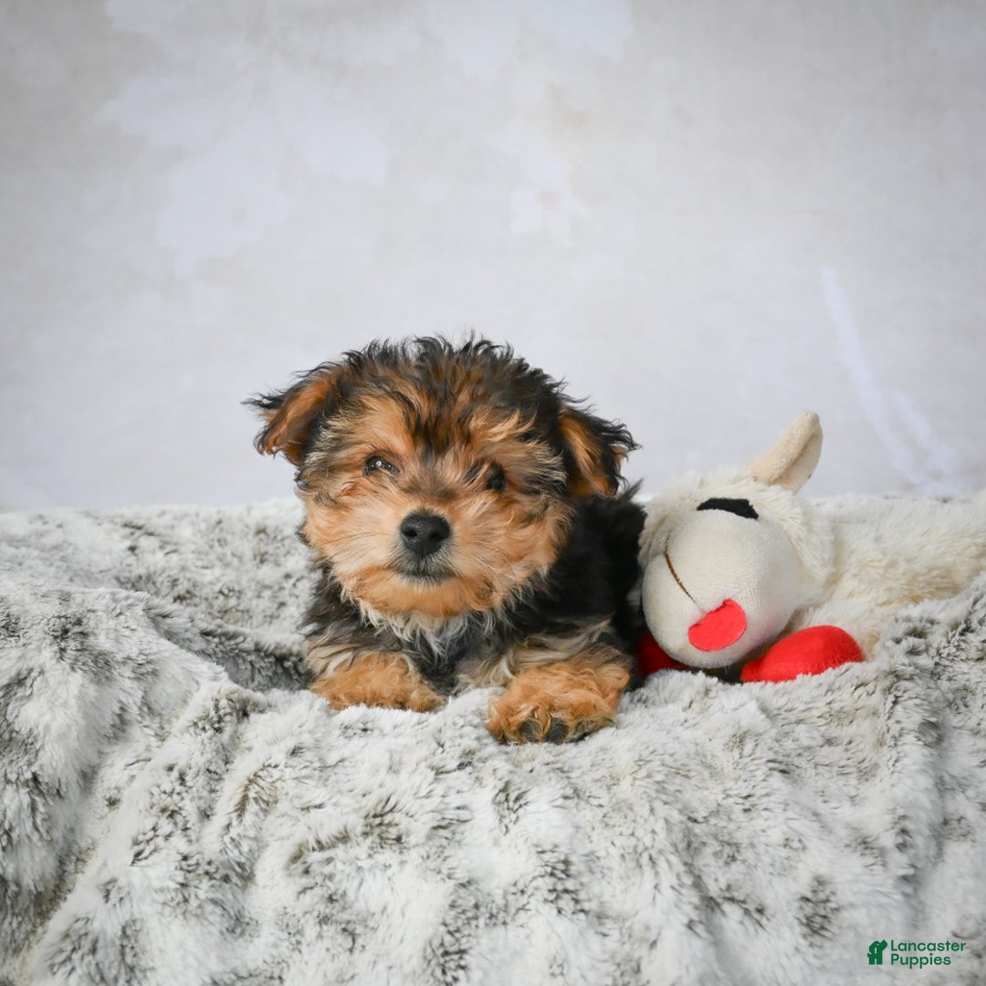 Yorkshire Terrier dogs for sale: Jeremy - Ad 4