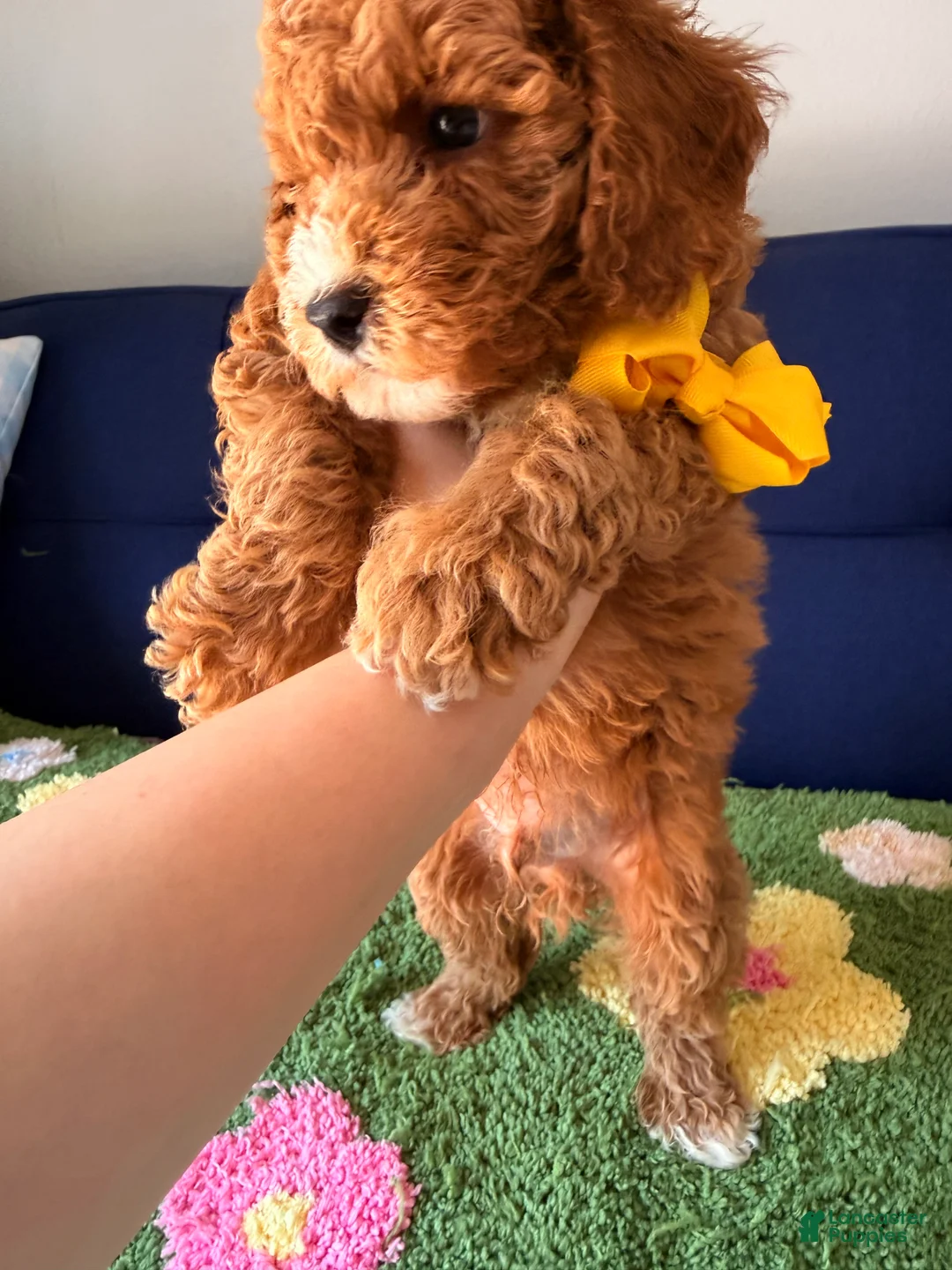 Mini Goldendoodle dogs for sale: buddy - Ad 2