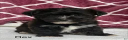Yochon dogs for sale: Rex - Ad 6