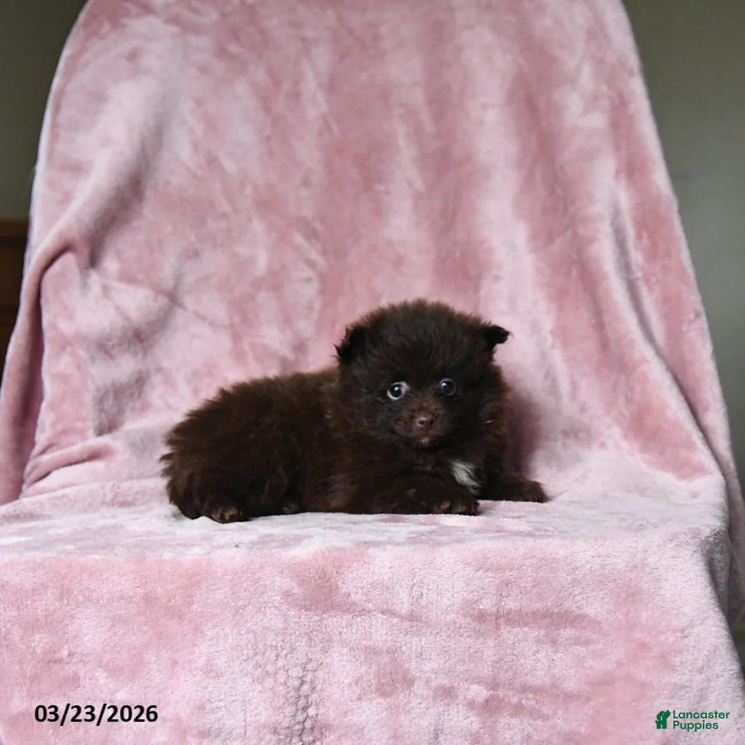 Pomeranian dogs for sale: Oliver - Ad 5