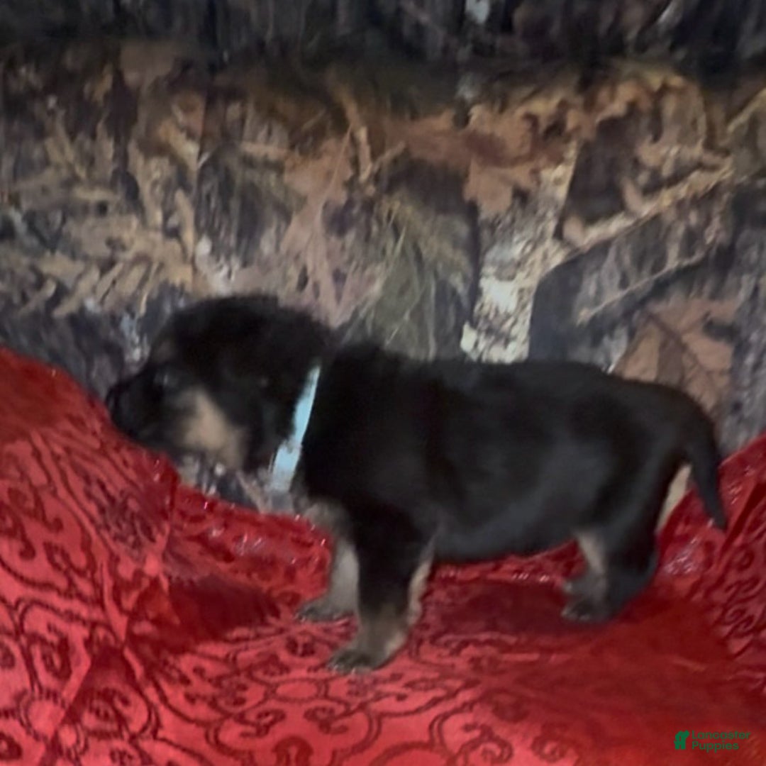 German Shepherd dogs for sale: Sr - Ad 8