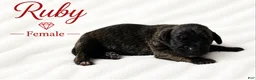 Great Dane dogs for sale: Ruby - Ad 2