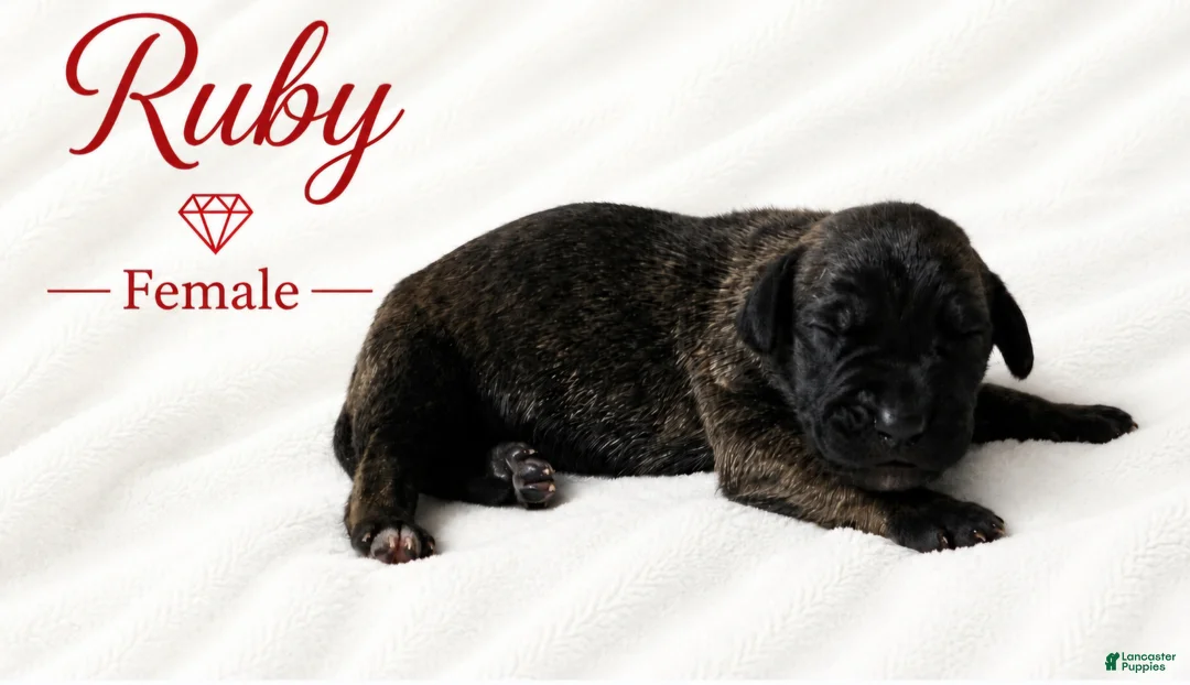Great Dane dogs for sale: Ruby - Ad 2
