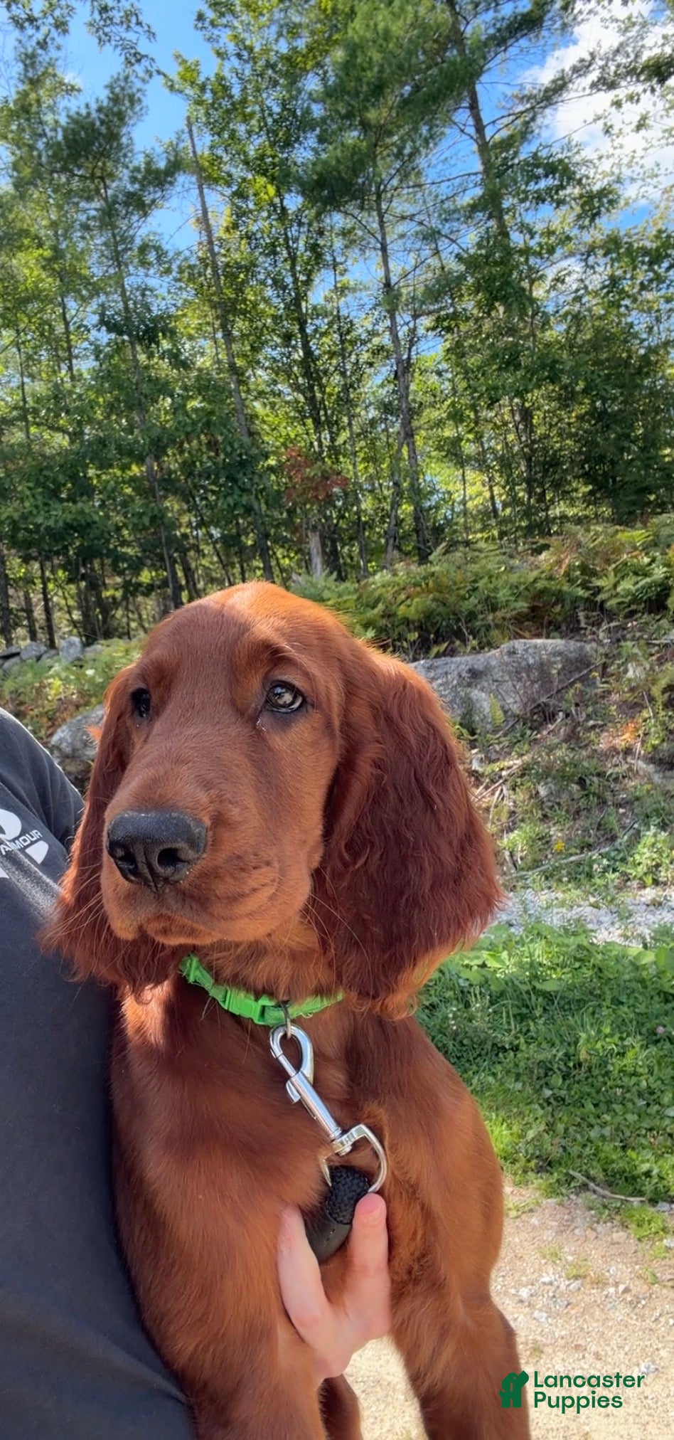 Irish Setter dogs Dark green collar  - Ad 3