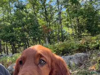 Irish Setter dogs Dark green collar - Ad 3