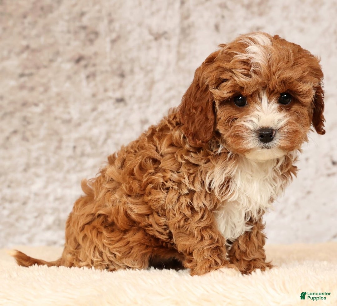 Cavapoo dogs for sale: Natalia - Ad 9