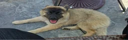 Mixed Breed dogs for sale: Teddy - Ad 2