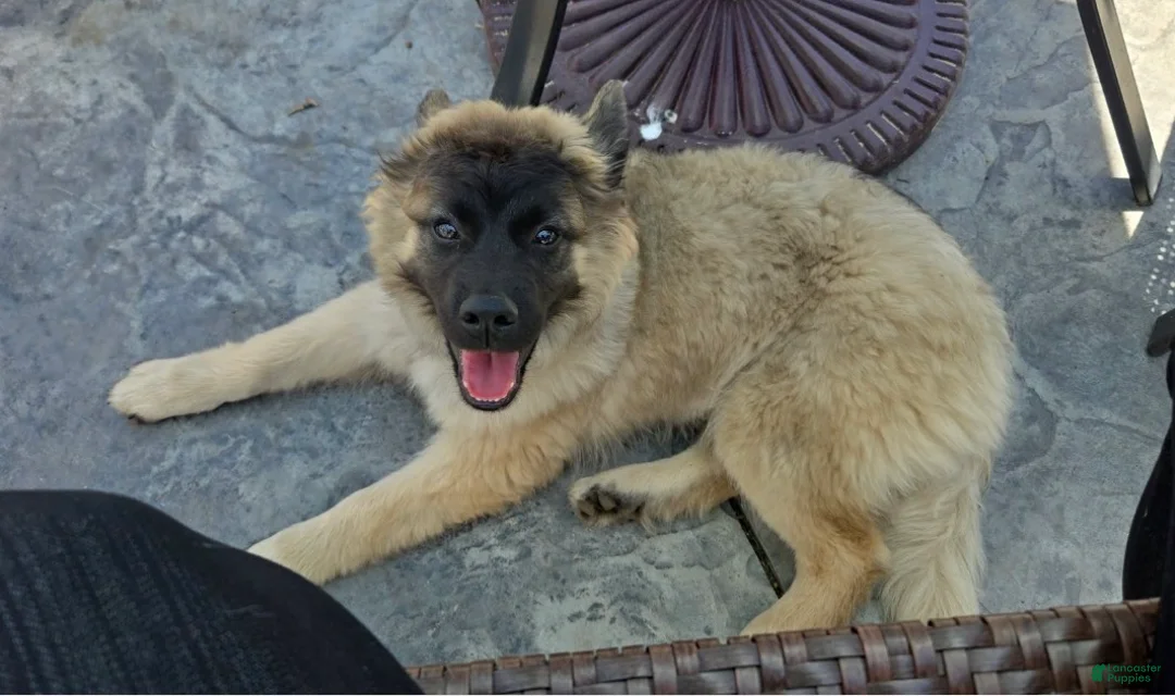 Mixed Breed dogs for sale: Teddy - Ad 2