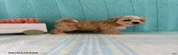 Mixed Breed dogs for sale: Mocha - Ad 3