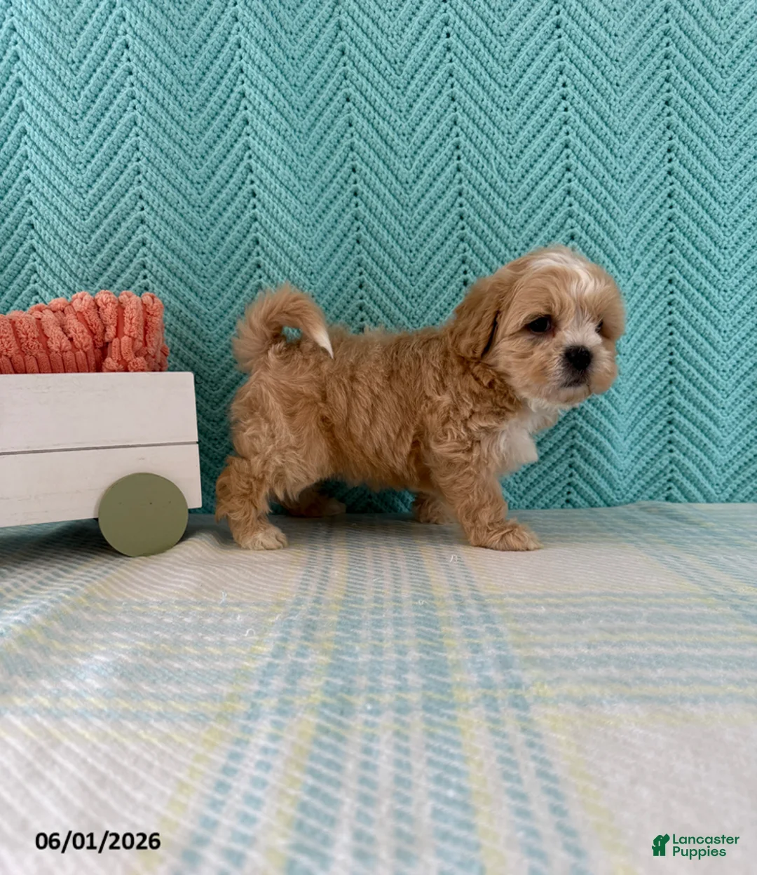 Mixed Breed dogs for sale: Mocha - Ad 4