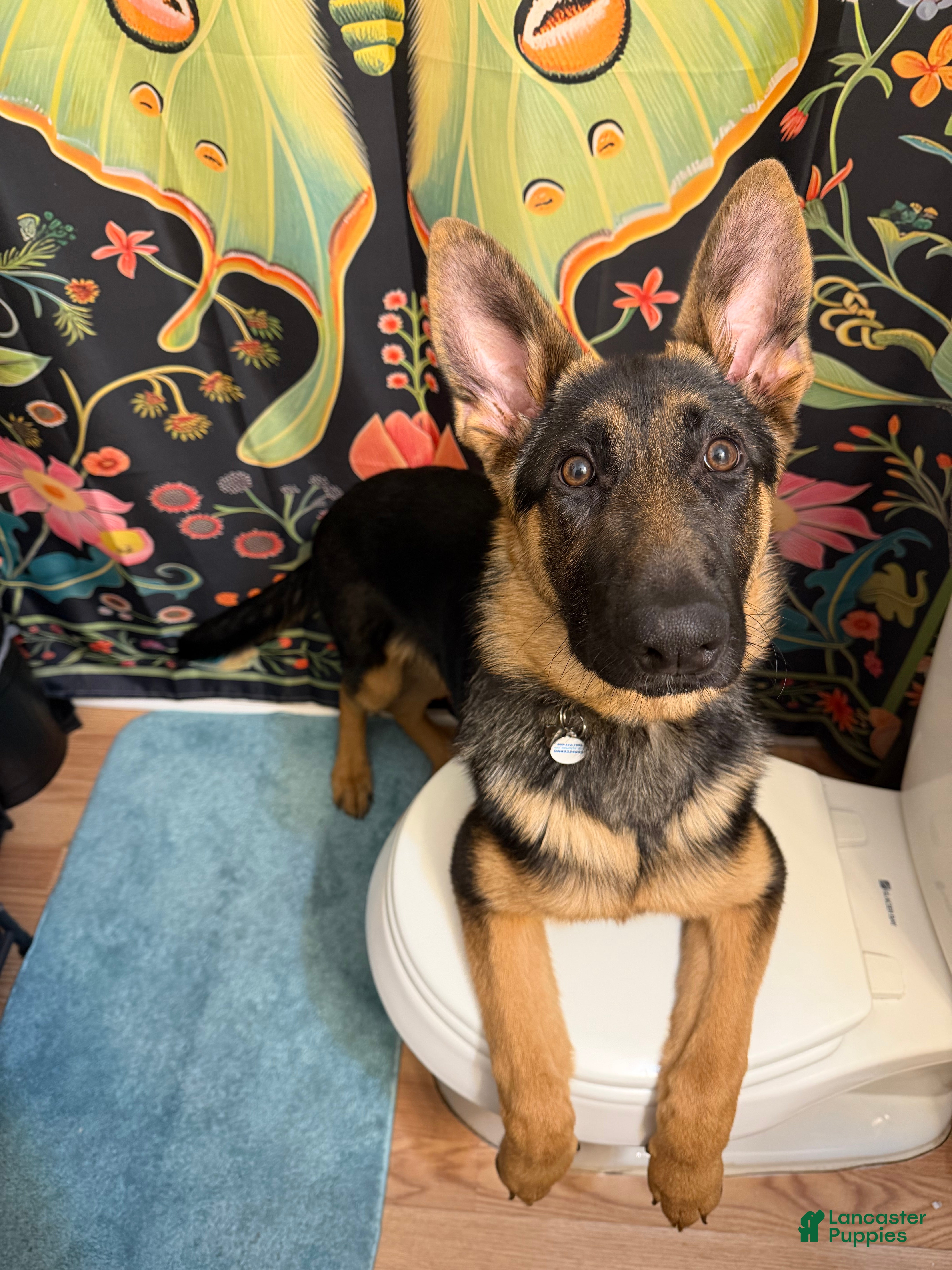 German Shepherd dogs for sale: 6 month old female German Shepherd  - Ad 2