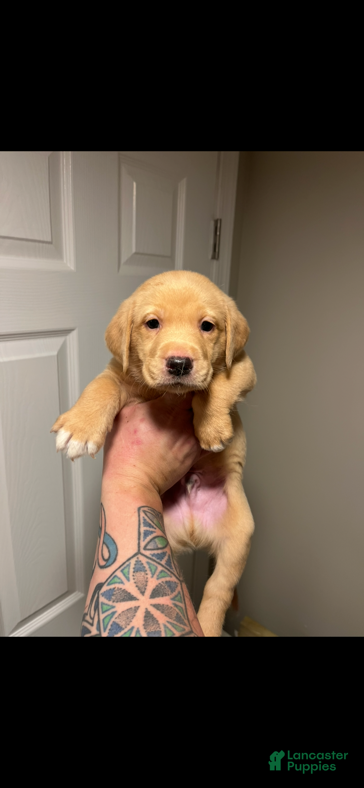 Labrador Retriever dogs for sale: Spot - Ad 3