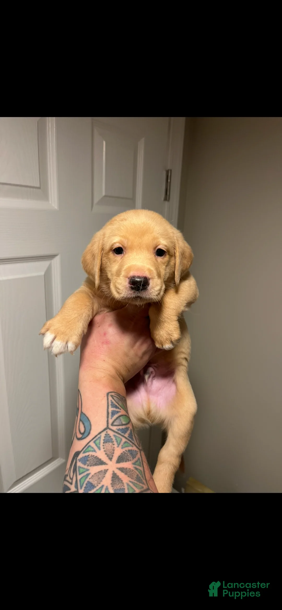 Labrador Retriever dogs for sale: Spot - Ad 1