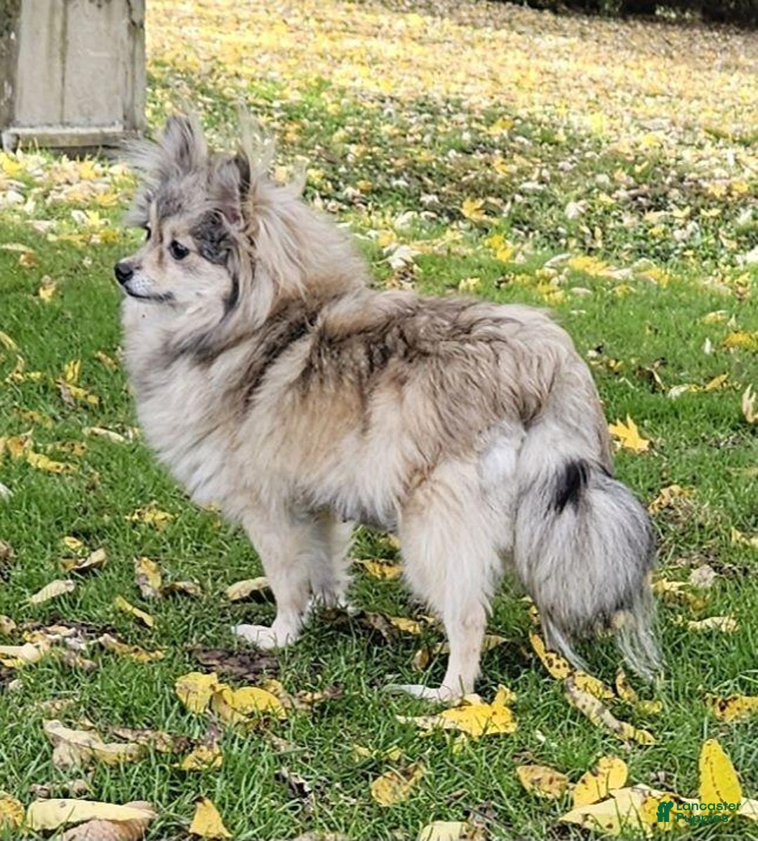 Pomeranian dogs for sale: Charlie  - Ad 7