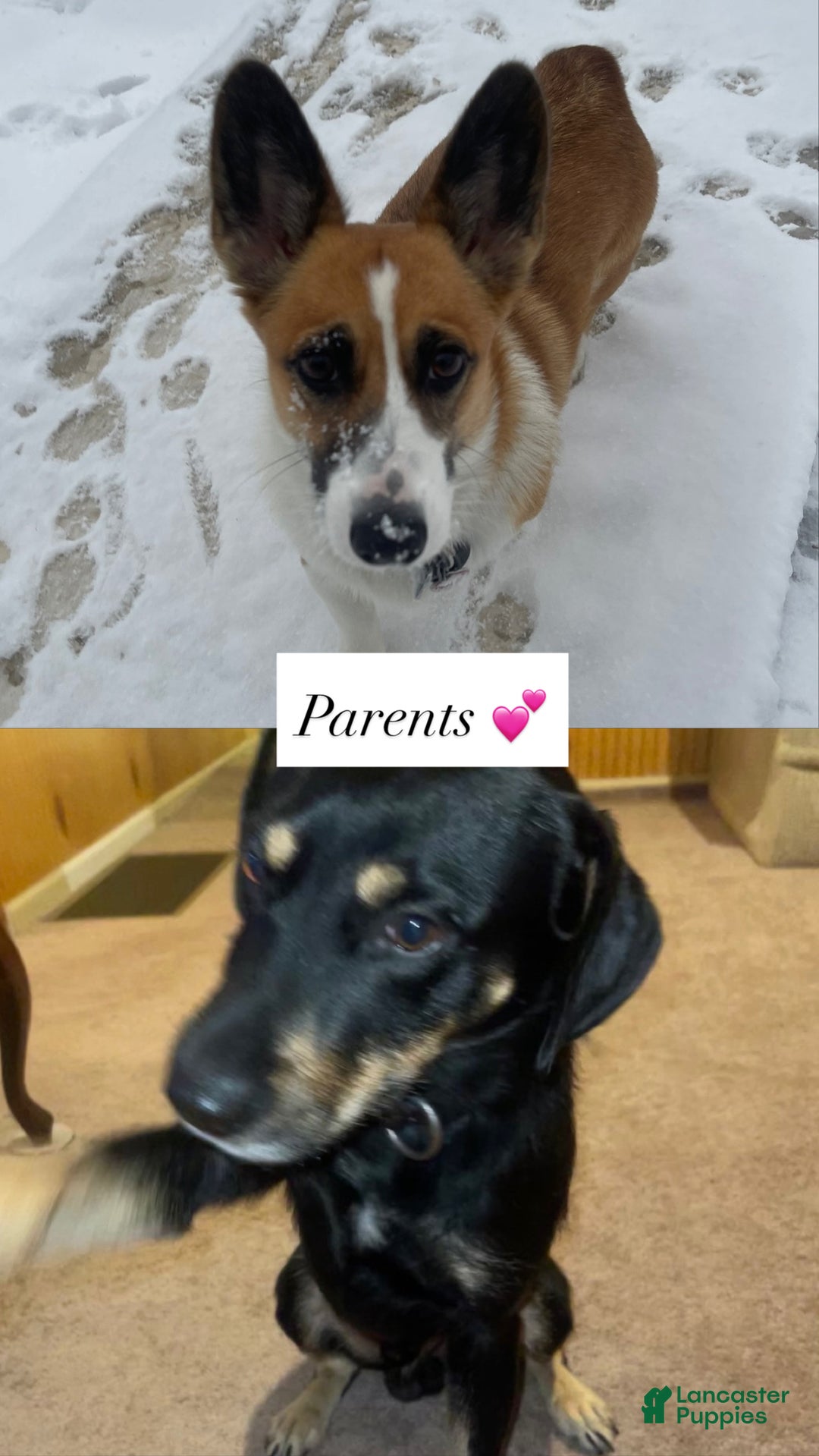 Mixed Breed dogs for sale: Garbanzo - Ad 8