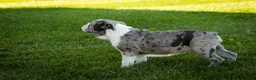 English Bulldog dogs for sale: Splendor English Bulldog crate trained - Ad 2