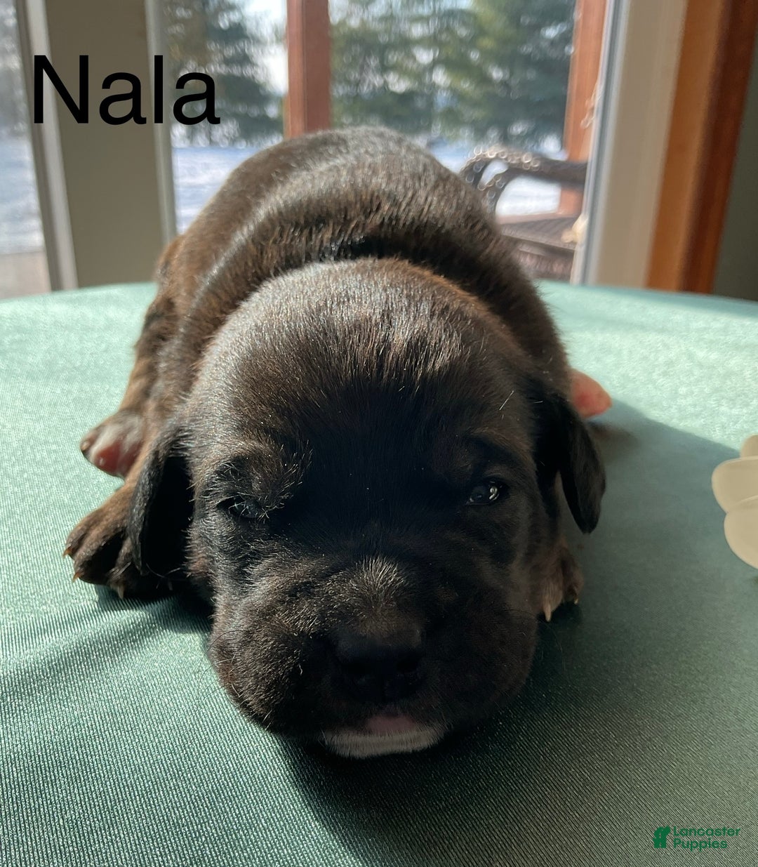 Mixed Breed dogs for sale: Nala - Ad 2