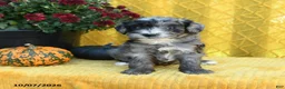 Mini Goldendoodle dogs for sale: Pippin - Ad 4