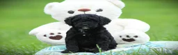Cockapoo dogs for sale: Zorro - Ad 6